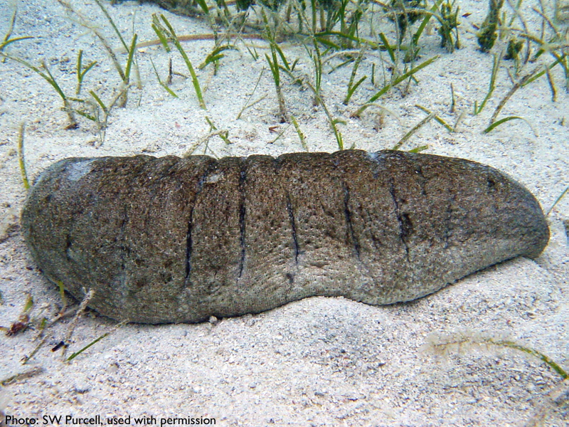 Illustration for article titled Why You Should Care That Sea Cucumbers Are Going Extinct